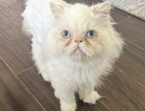 Milo