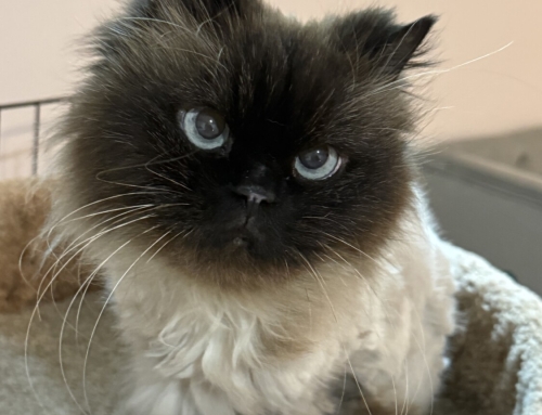 Kit