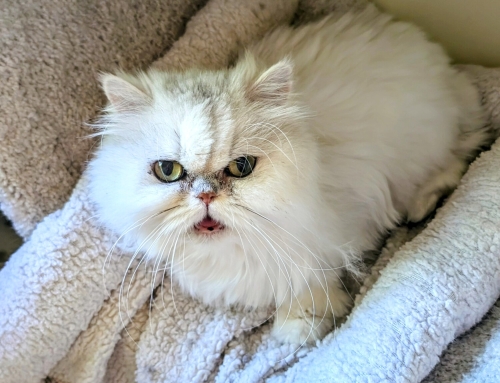 Abby