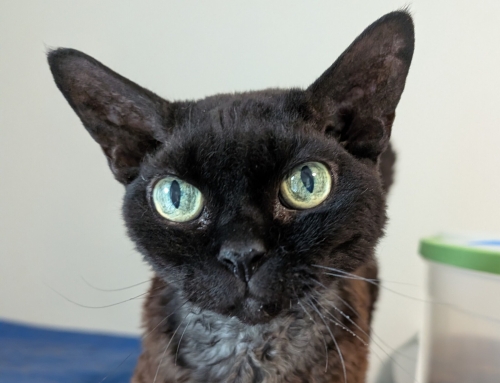 Rufus