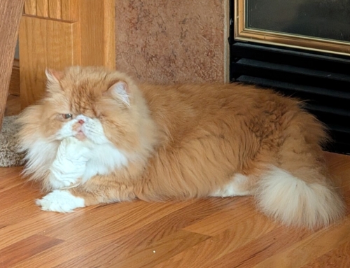 Enzo