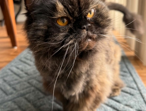 Penelope
