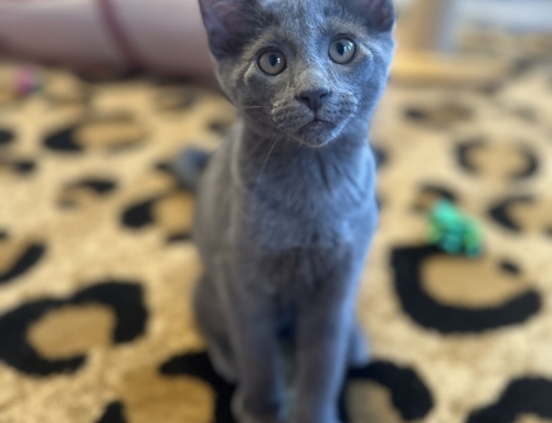 Ash