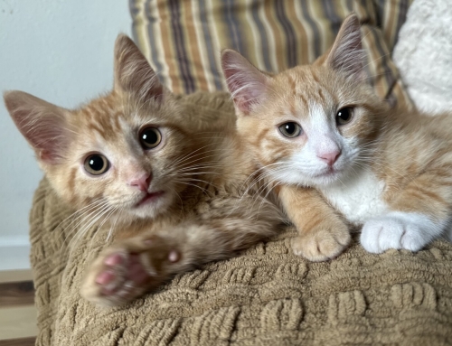 Kit and Kat