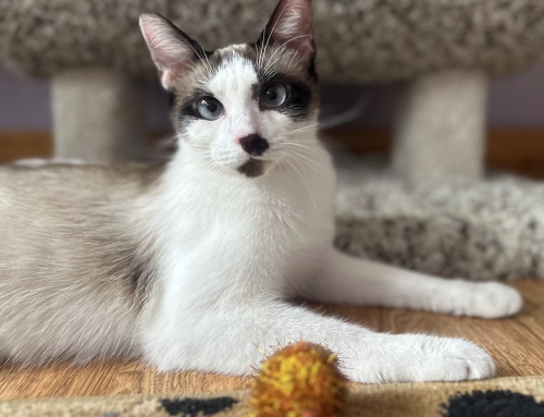 Stella
