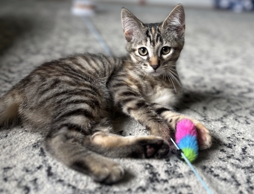 Hazel