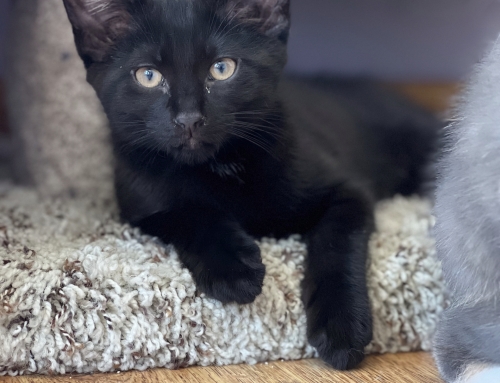 Pepper