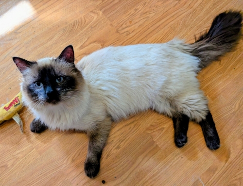 Sammy
