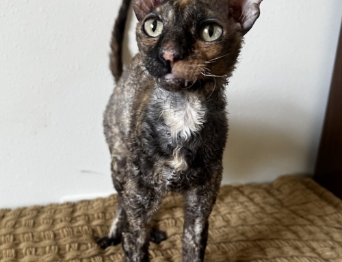 Tinker