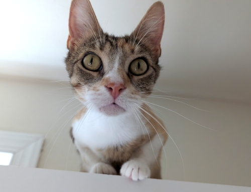 Callie