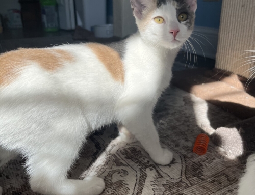 Dottie