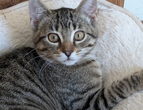 Nova