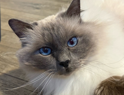 Bleu