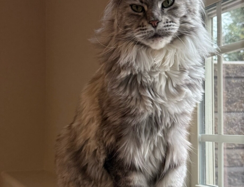 Sophia