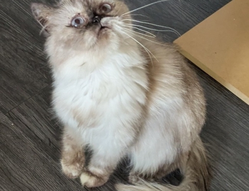 Miss Sophie