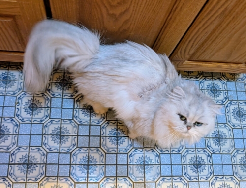 Mochi