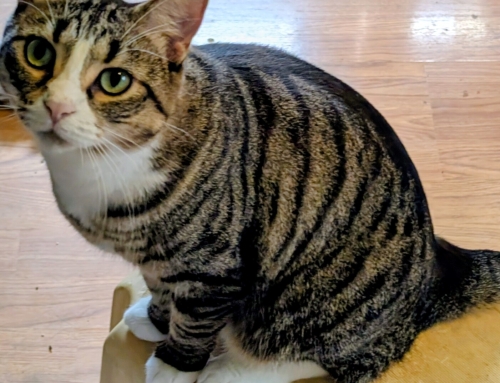 Cosmo