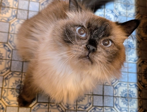 Gina