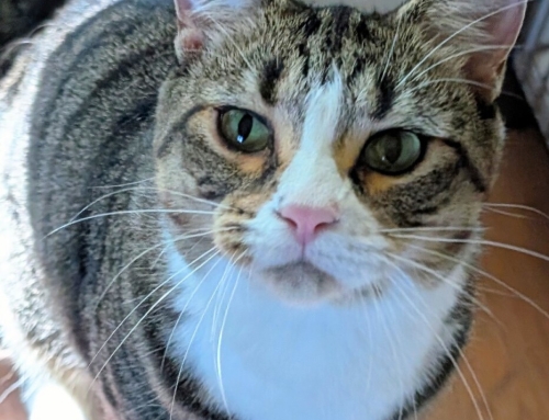 Cosmo