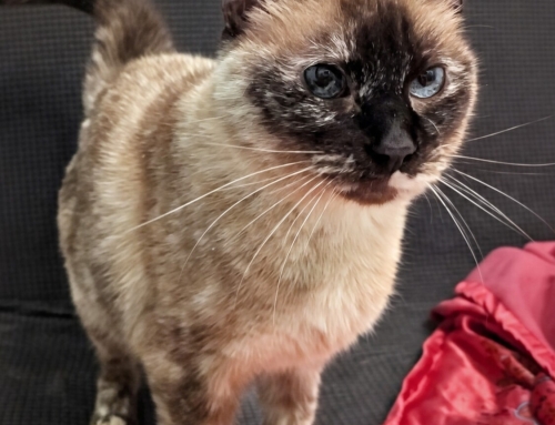 Vivian