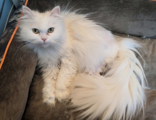 Angel