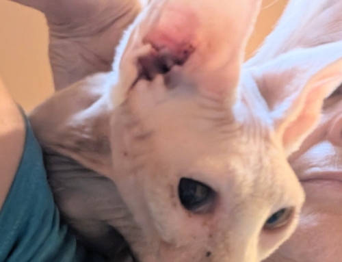 Cleo