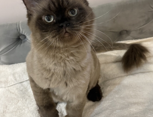 Phoebe