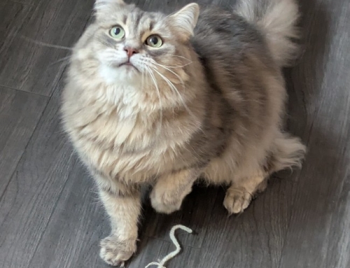 Dakota