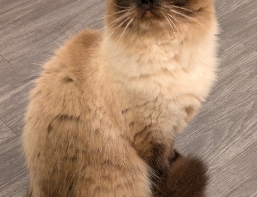 Sabrina
