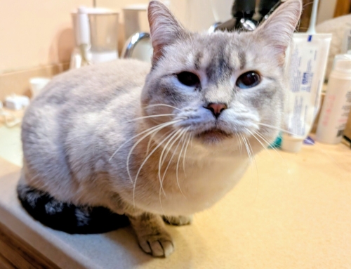 Luna