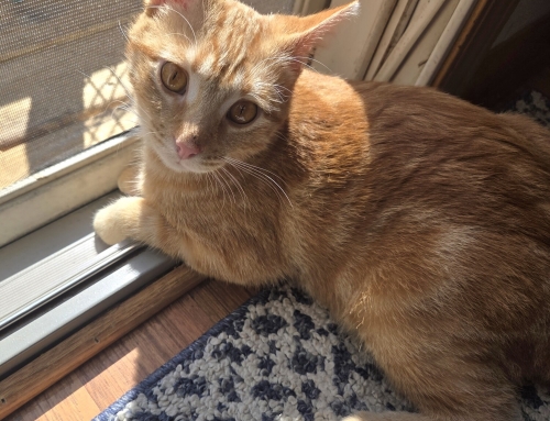 Sunny