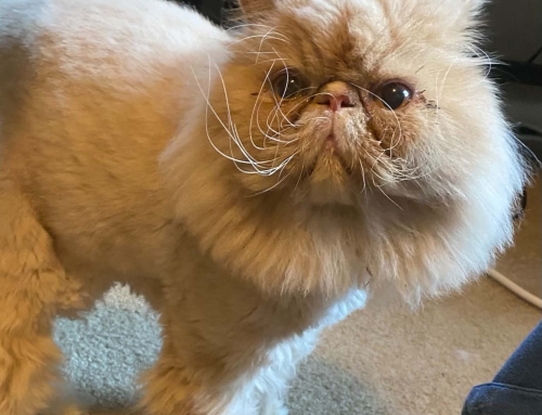 Mr. Pickles