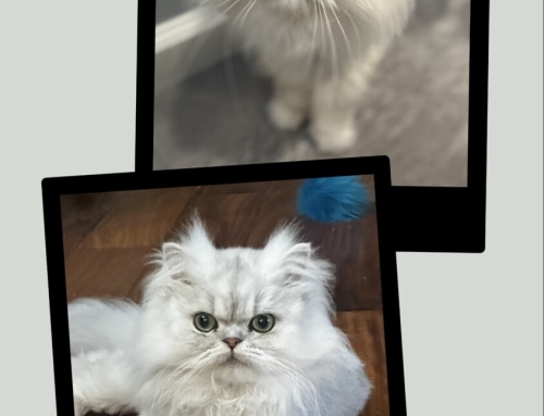 JoJo and Smudge