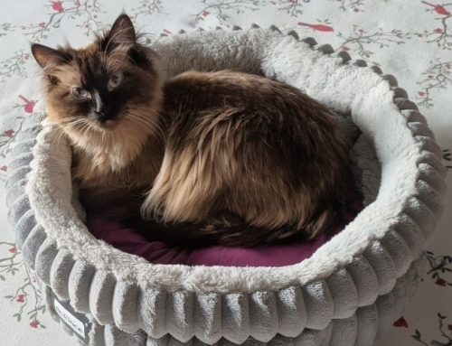 Bodhi