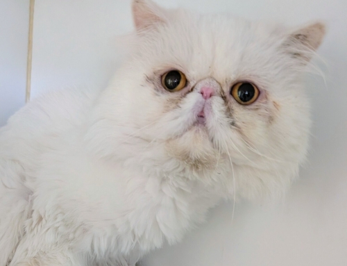 Tiny Bubbles
