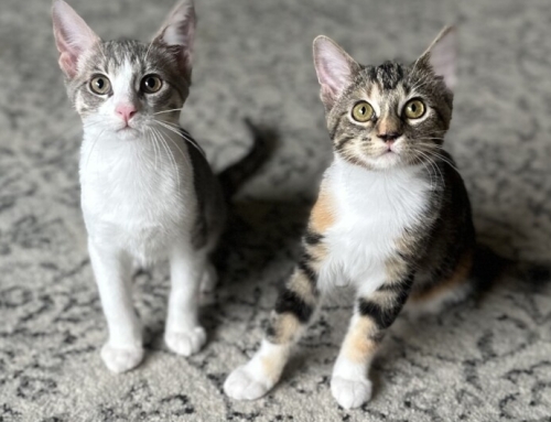 Trixie and Benson