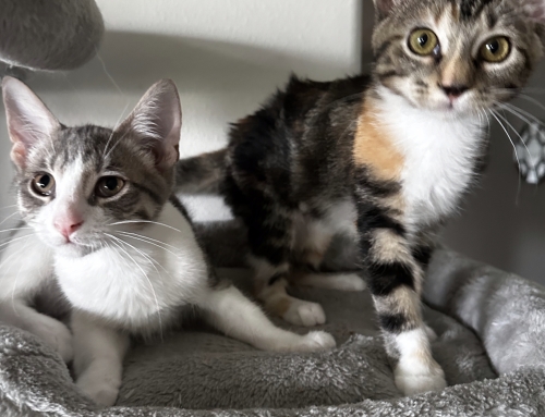 Trixie and Benson