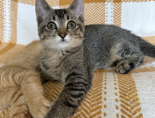 Cornelius