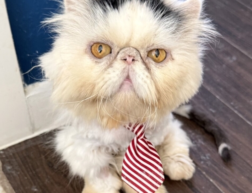 Bernie