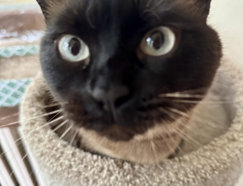 Tahiti (Titi)