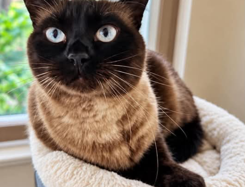 Tahiti (Titi)