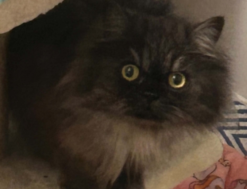 Miss Bella