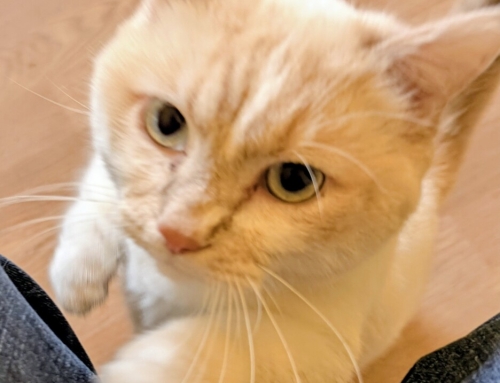 Tuna