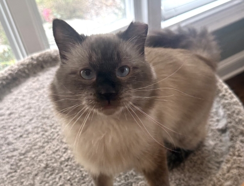 Otto