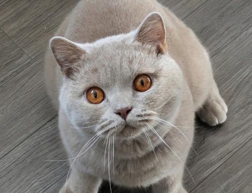 Beau